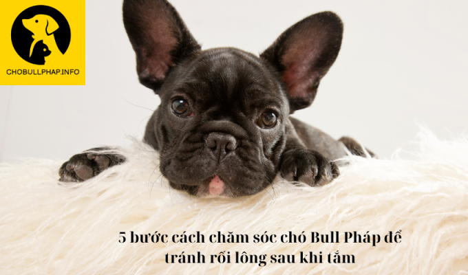 5 bước cách chăm sóc chó Bull Pháp để tránh rối lông sau khi tắm