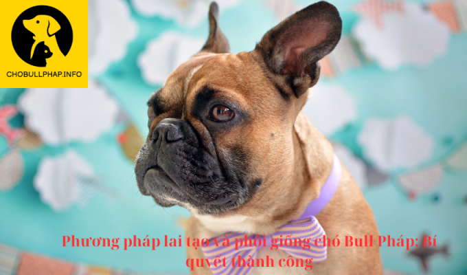 Phương pháp lai tạo và phối giống chó Bull Pháp: Bí quyết thành công