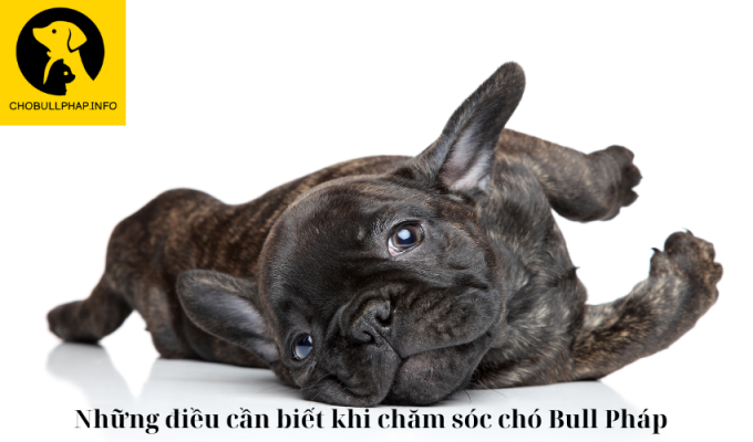 Những điều cần biết khi chăm sóc chó Bull Pháp