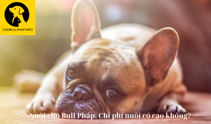 Nuôi chó Bull Pháp: Chi phí nuôi có cao không?