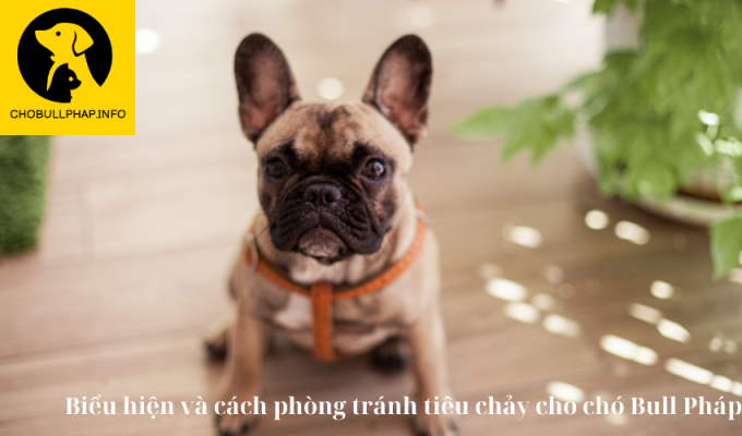 Biểu hiện và cách phòng tránh tiêu chảy cho chó Bull Pháp