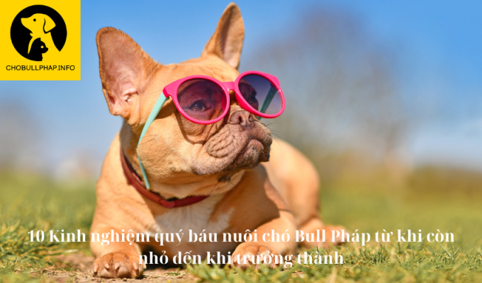 10 Kinh nghiệm quý báu nuôi chó Bull Pháp từ khi còn nhỏ đến khi trưởng thành