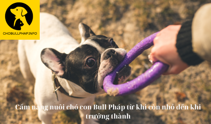 Cẩm nang nuôi chó con Bull Pháp từ khi còn nhỏ đến khi trưởng thành