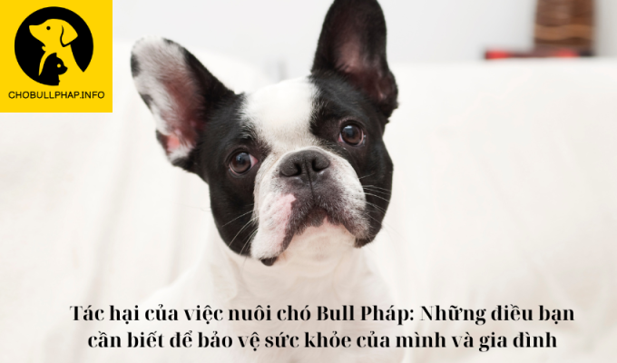 Tác hại của việc nuôi chó Bull Pháp: Những điều bạn cần biết để bảo vệ sức khỏe của mình và gia đình