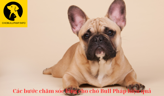 Các bước chăm sóc lông cho chó Bull Pháp hiệu quả