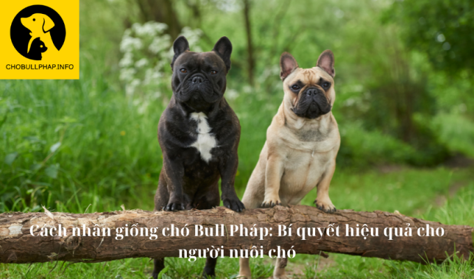 Cách nhân giống chó Bull Pháp: Bí quyết hiệu quả cho người nuôi chó